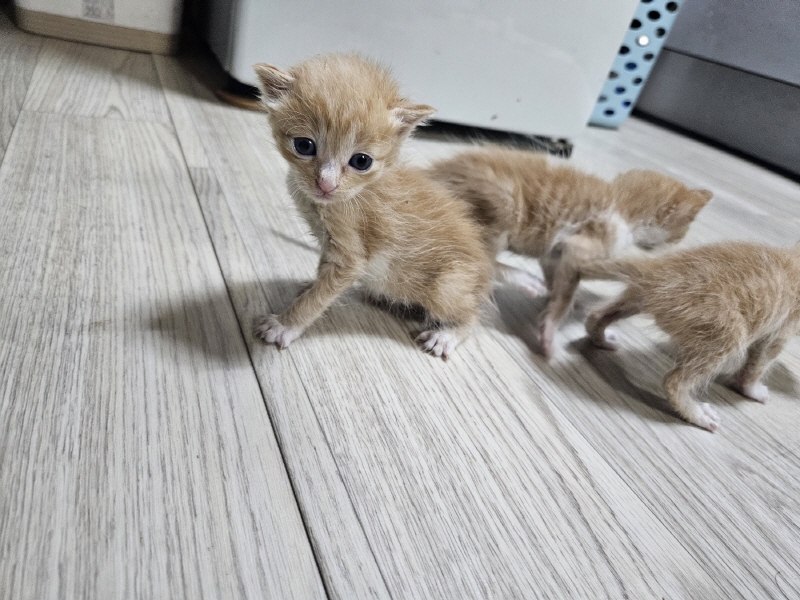 한국 고양이 이미지 파일 입니다.